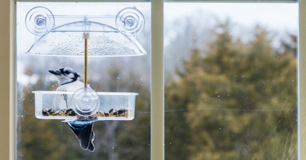 a bird in a bird feeder