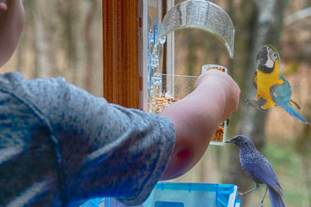 Attract Birds To Your Window Feeder