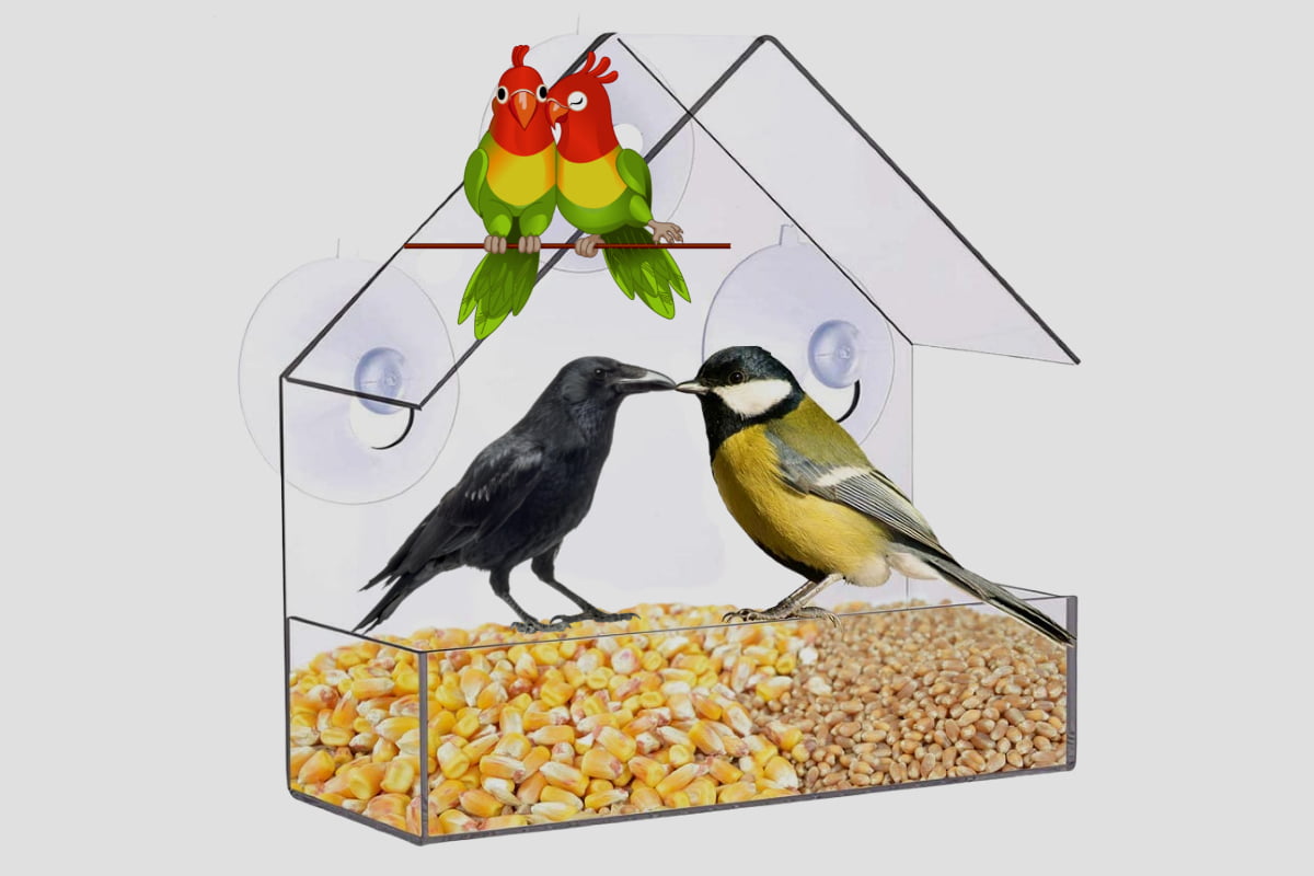 What Are Window Bird Feeders