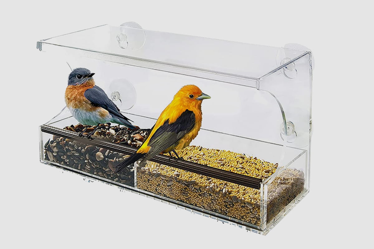Choosing the Best Window Bird Feeder A Guide to Types, Benefits, and