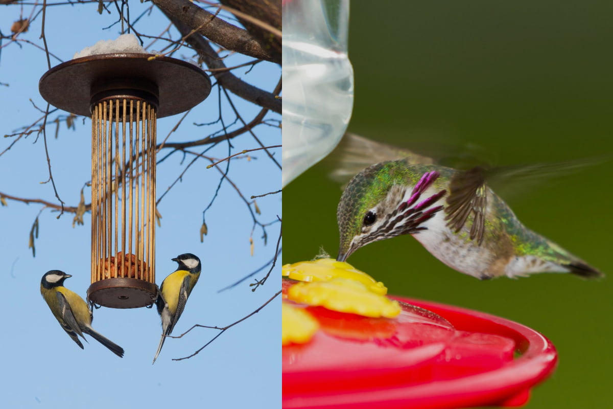 Can Hummingbird Feeders Be Hanged With Other Bird Feeders