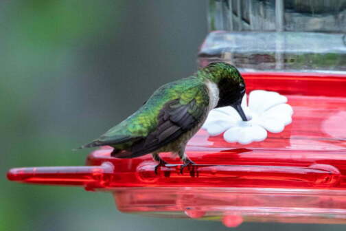 How To Stop A Hummingbird Feeder From Leaking - Home Bird Feeder