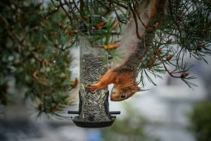 How To Stop Squirrels From Climbing Your Bird Feeder Pole: 10 Proven