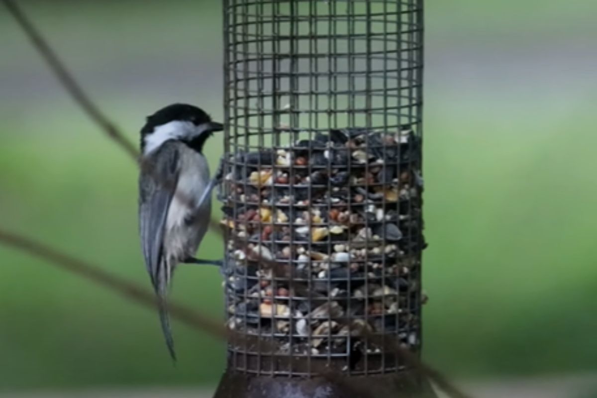 Can You Leave Bird Feeders Out in the Rain? Everything You Need to Know
