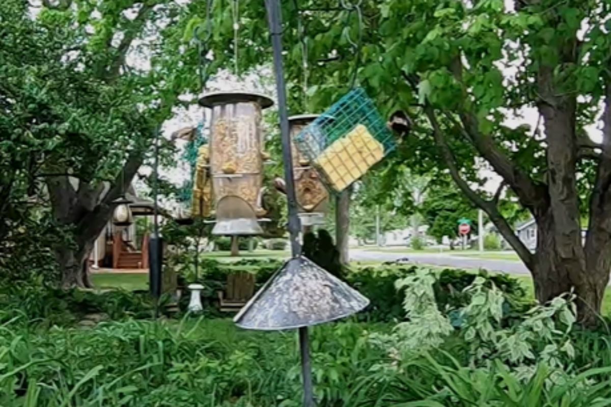Can you Leave Bird Feeders Out in the Rain