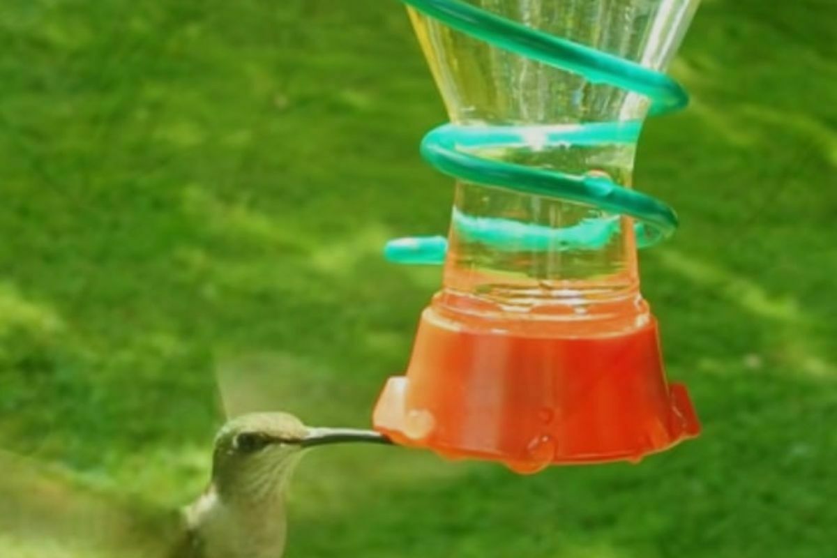 Can you Put Hummingbird Feeders in the Sun