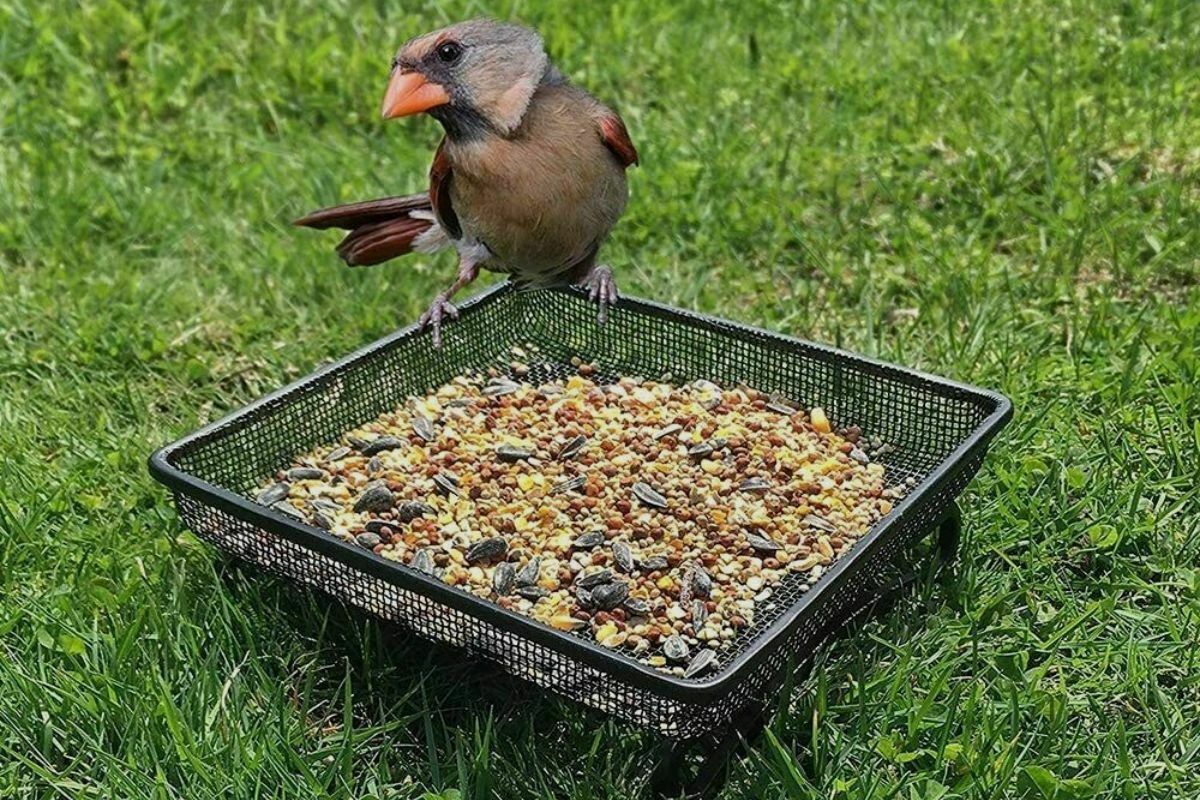Can you Put a Bird Feeder on the Ground