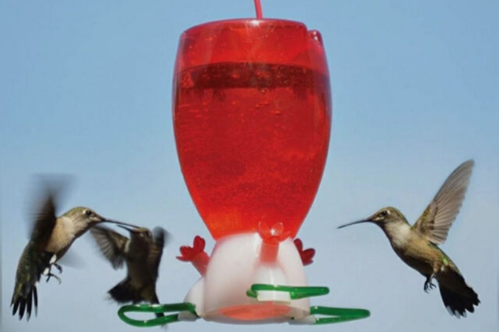 The Benefits of Using a Hummingbird feeder