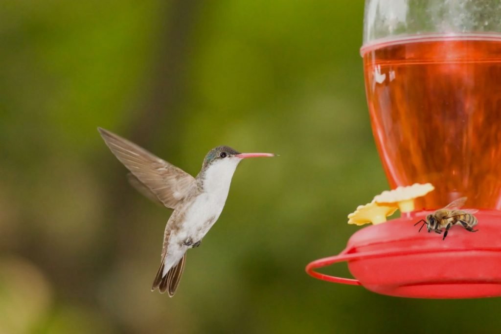 15 Tips To Help You Keep Bees Away From Your Hummingbird Feeders