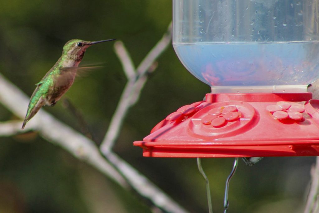 A Comprehensive Guide to All You Need To Know About Hummingbird Feeder