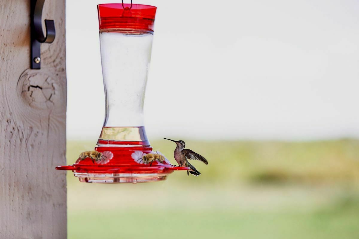Does Hummingbird Feeder Attract Bees? Home Bird Feeder