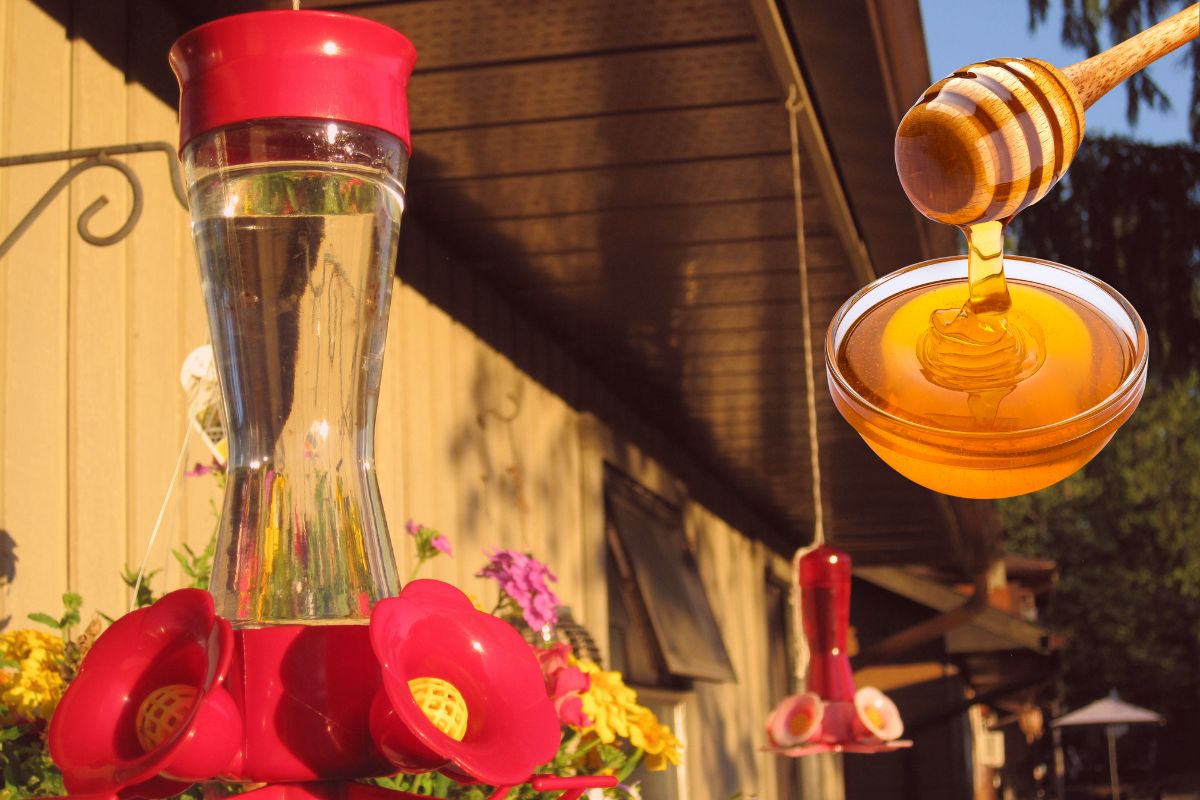 Can You Use Honey Instead Of Sugar For Hummingbird Feeder