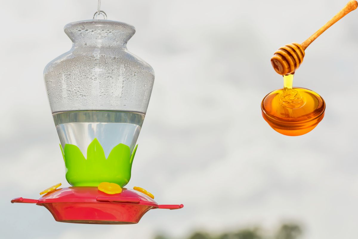 Can You Use Honey Instead Of Sugar For Hummingbird Feeder? Home Bird