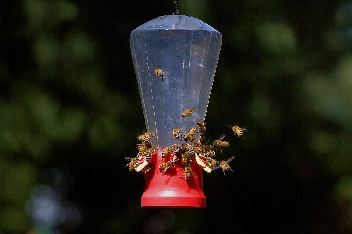 Does Hummingbird Feeder Attract Bees? Home Bird Feeder