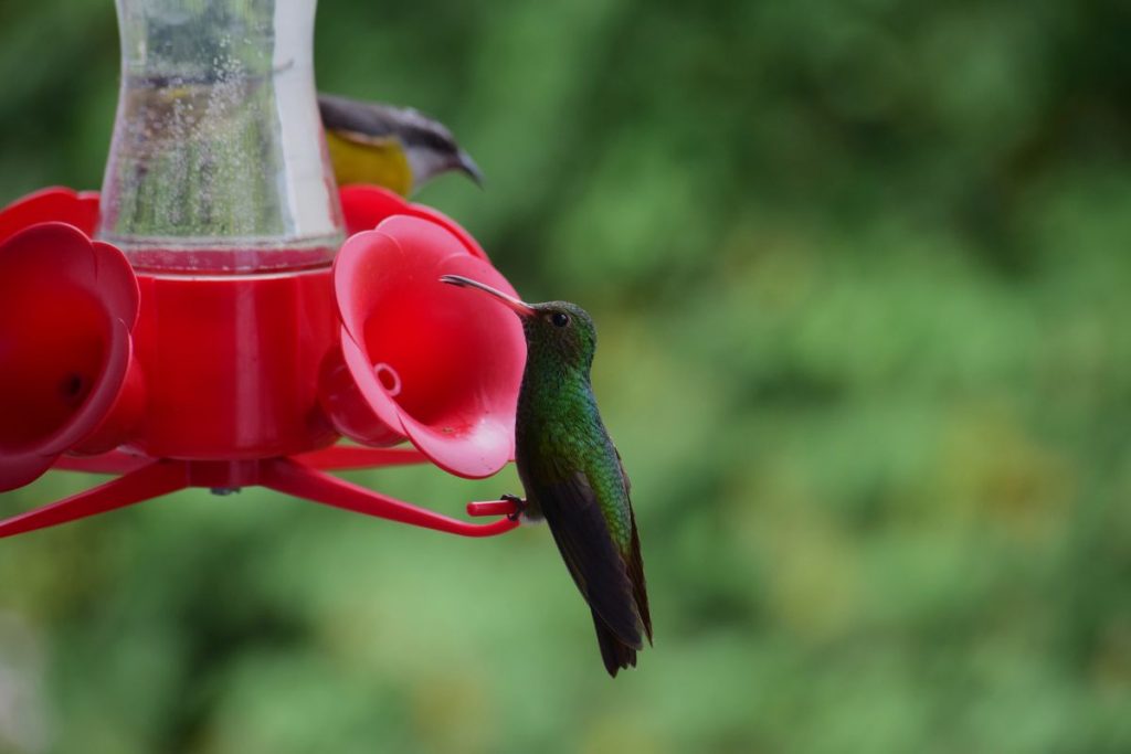 Hang the Feeder Higher Up