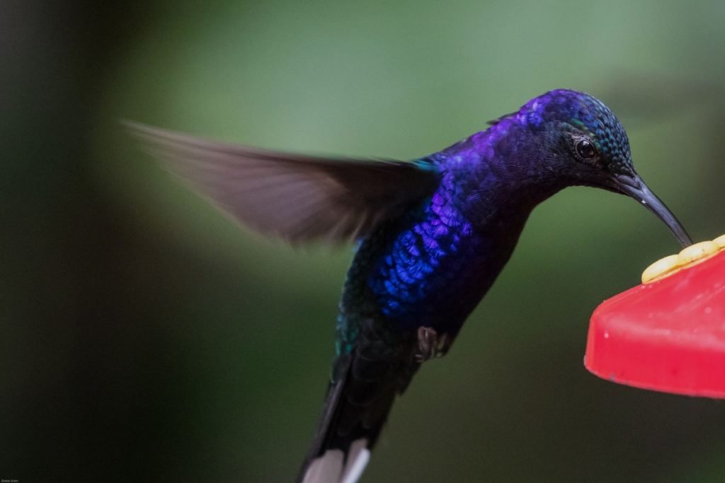 Health Risks To The Birds