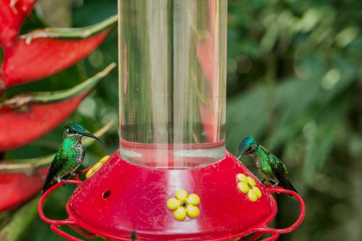 How Often To Clean Hummingbird Feeder? The Essential Guide for Bird Lovers