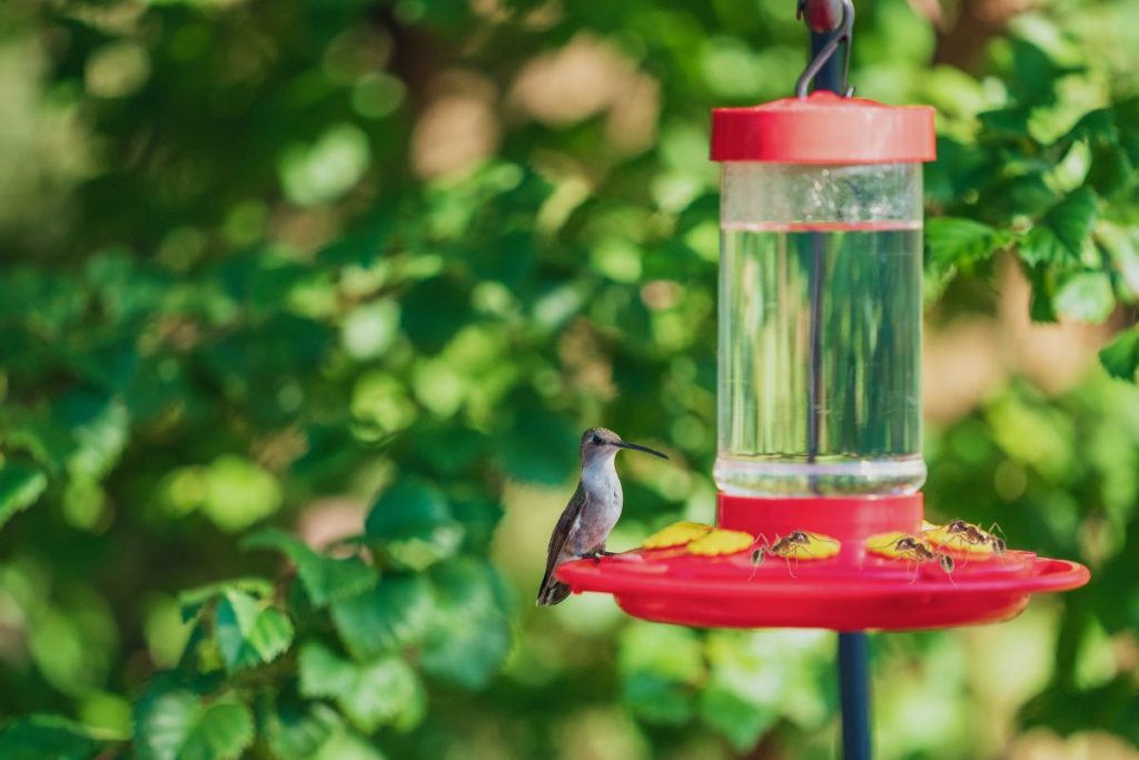 How To Keep Ants Off Hummingbird Feeder_ 18 Tips