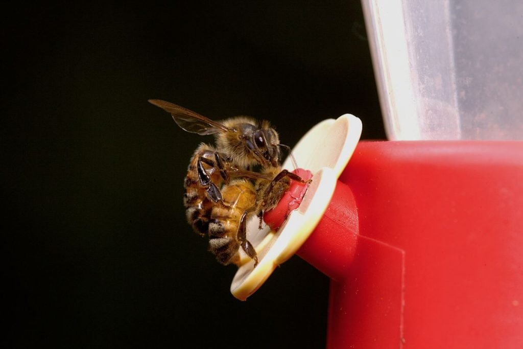 How To Keep Bees Off Hummingbird Feeder_ Here Are 15 Most Useful Tips