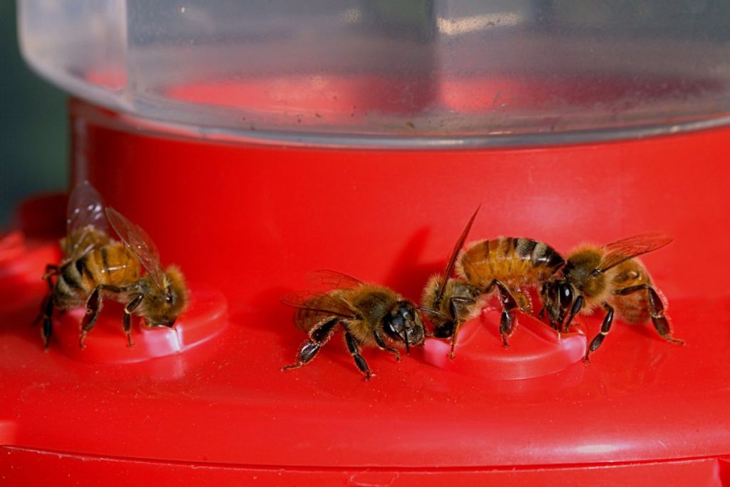 How can I keep bees away from my hummingbird feeder