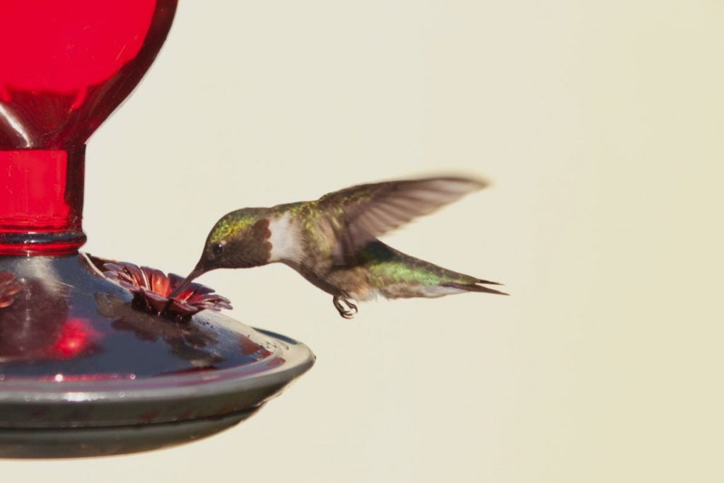 Hummingbird Feeder Accessories