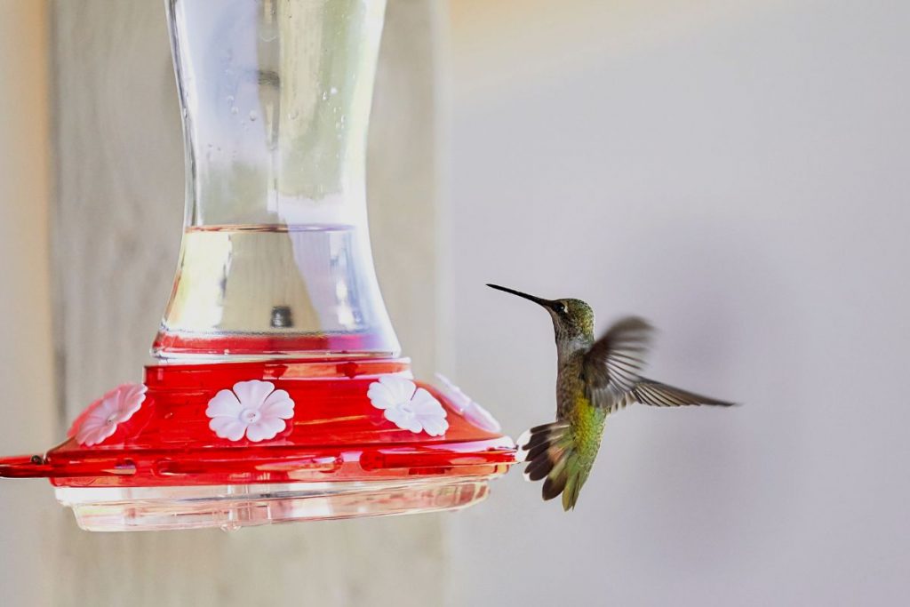 Hummingbird Feeder Buying Tips