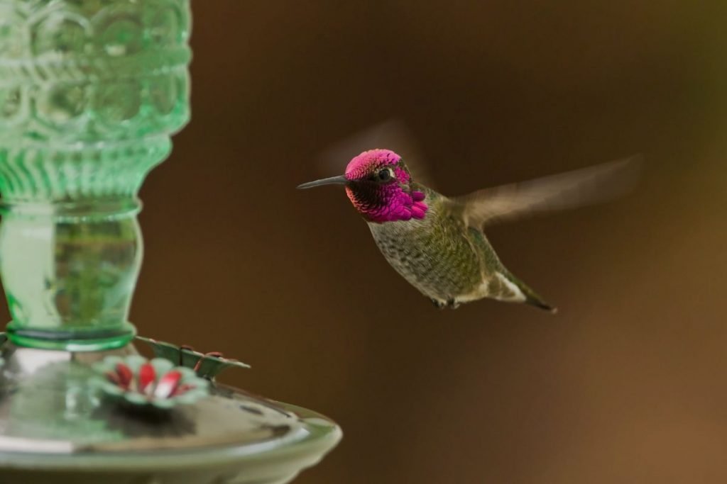 Hummingbird Feeder Hazards