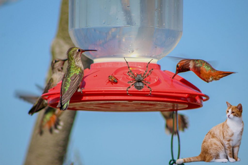 Hummingbird Feeder Problems and Predators