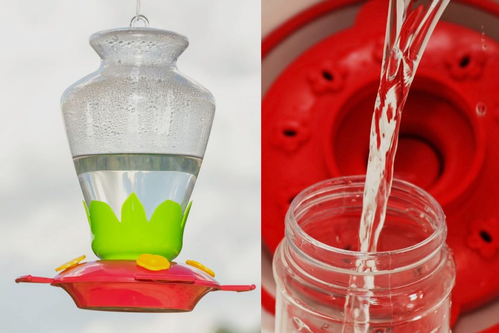 Hummingbird Feeder Trivia