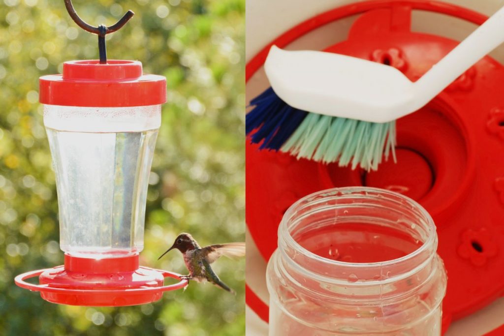 Hummingbird feeder Maintenance