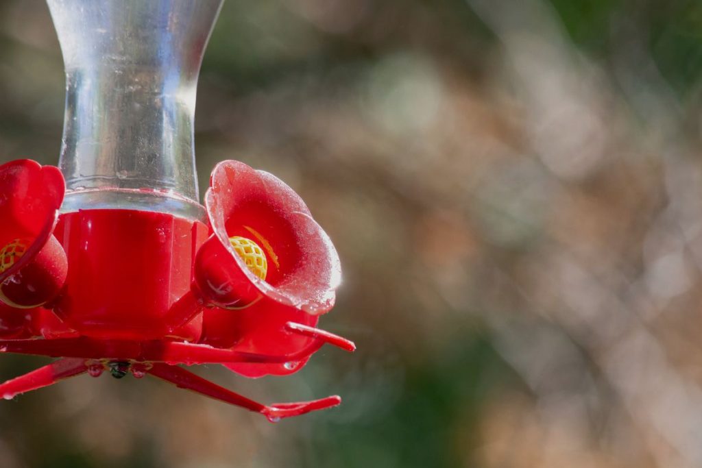 Move the Feeder Away from Trees and Other Structures