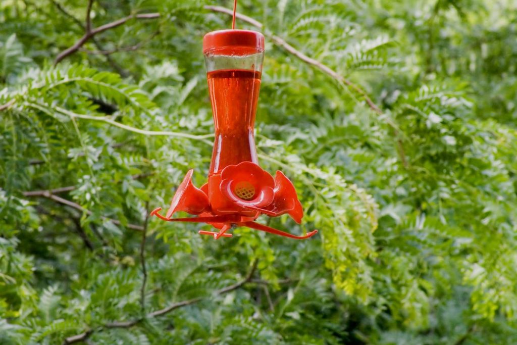 Plant Mint Around Your Feeder