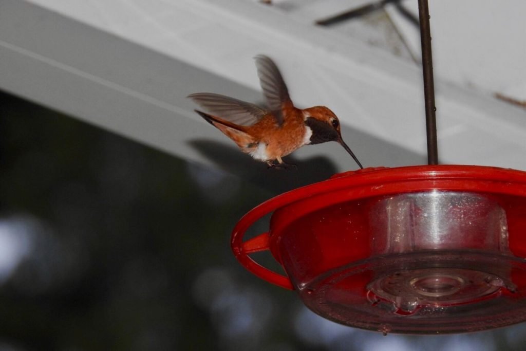Saucer Hummingbird Feeders