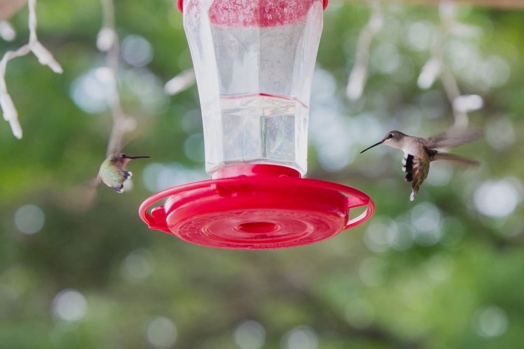 What Are The Advantages Of Hanging A Hummingbird Feeder In A Tree