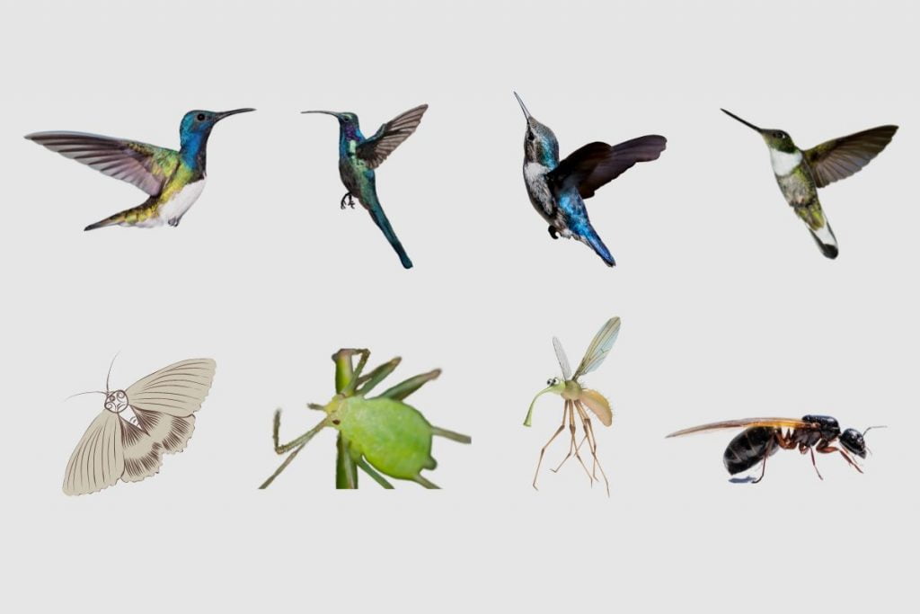 What Other Types of Food Do Hummingbirds Eat