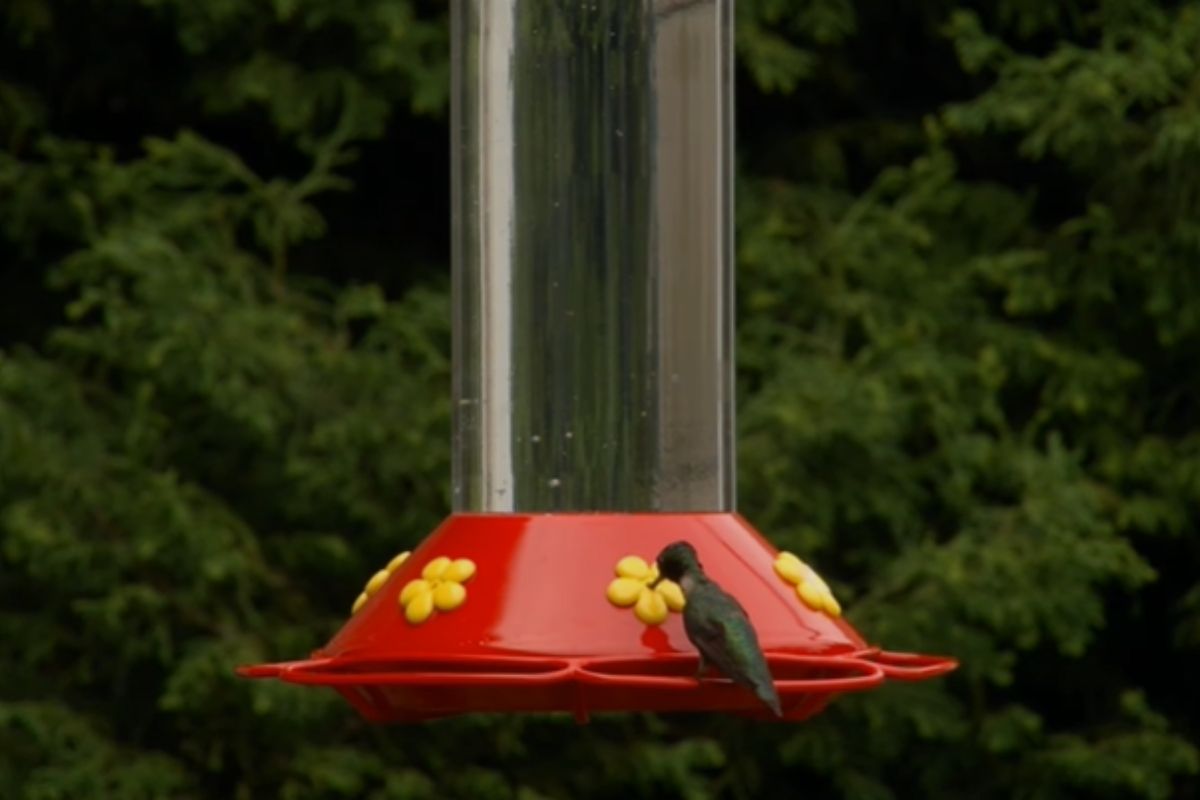 Should Hummingbird Feeder Be In Sun Or Shade? Home Bird Feeder