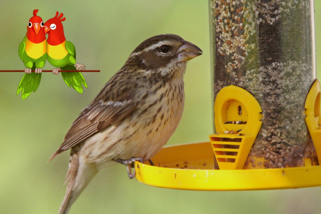 What is a Bird Feeder