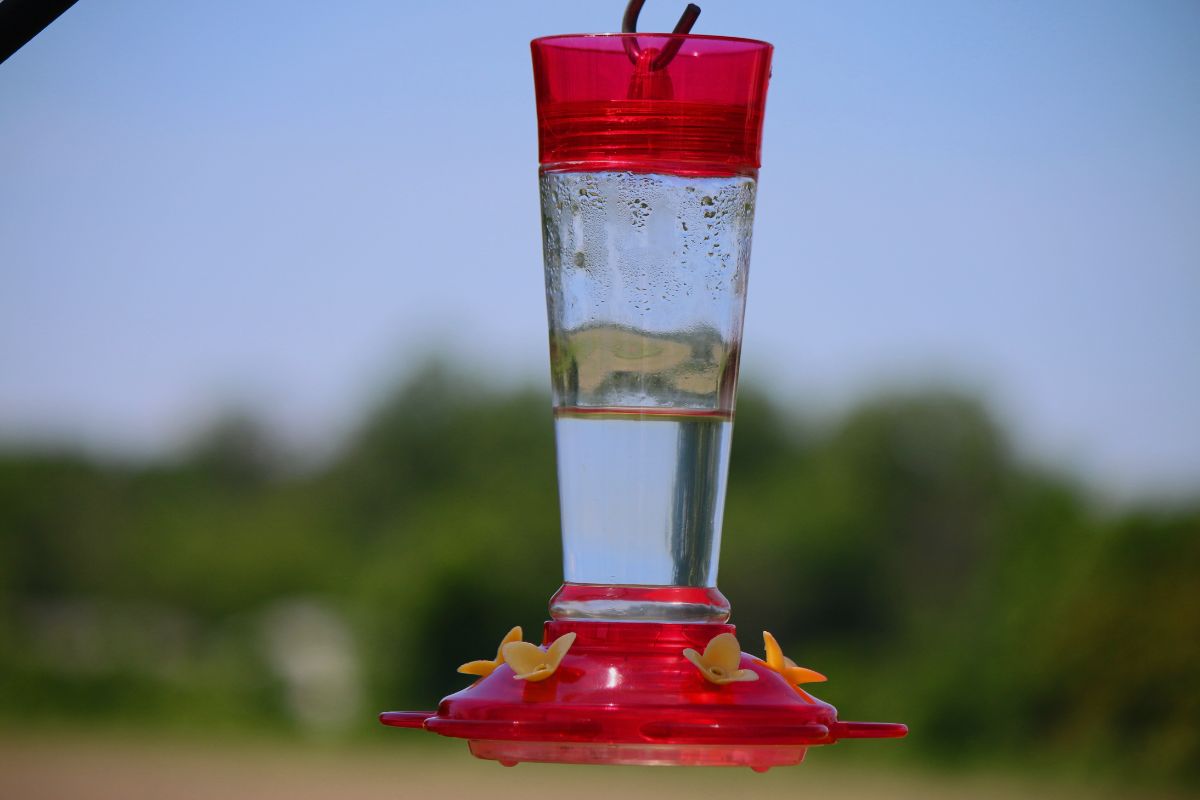 How High Should A Hummingbird Feeder Be?