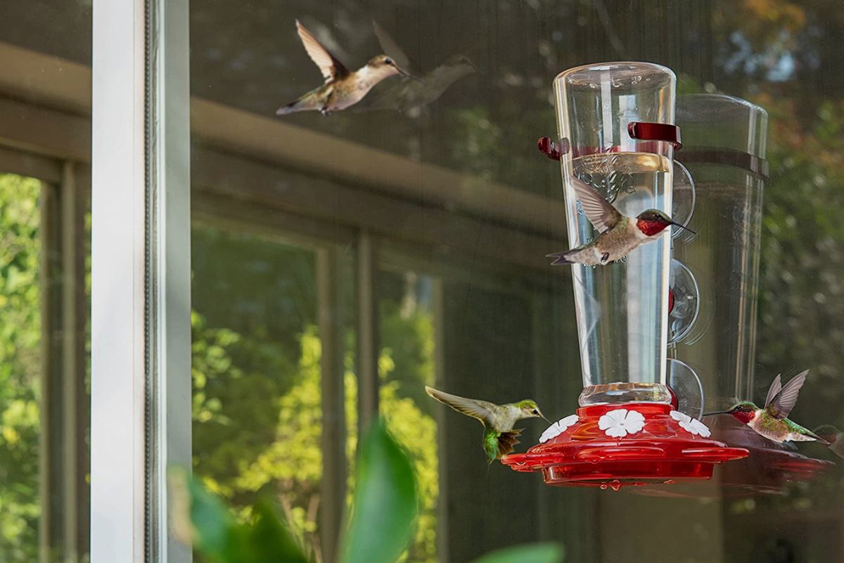 Where should you not hang a hummingbird feeder(1)