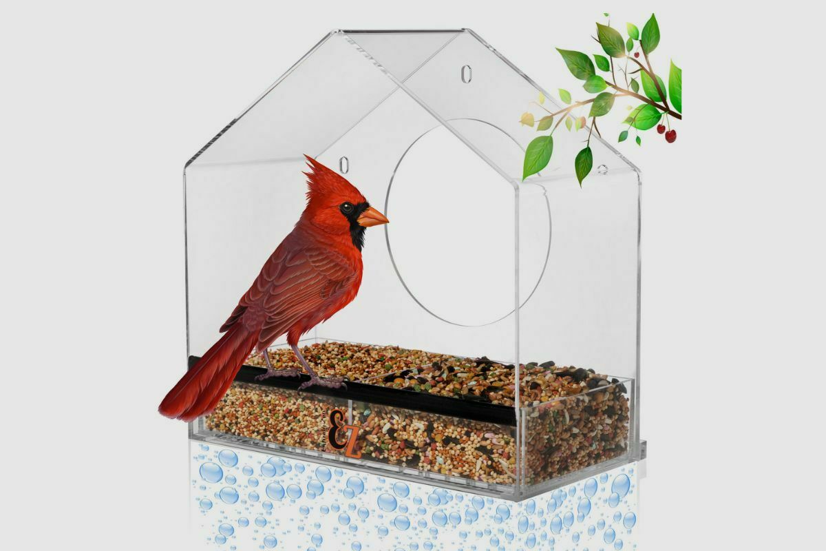 Are Window Bird Feeders Bad_(1)