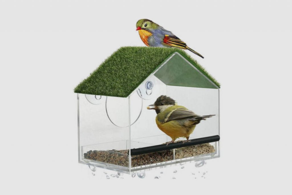Benefits of Window Bird Feeders