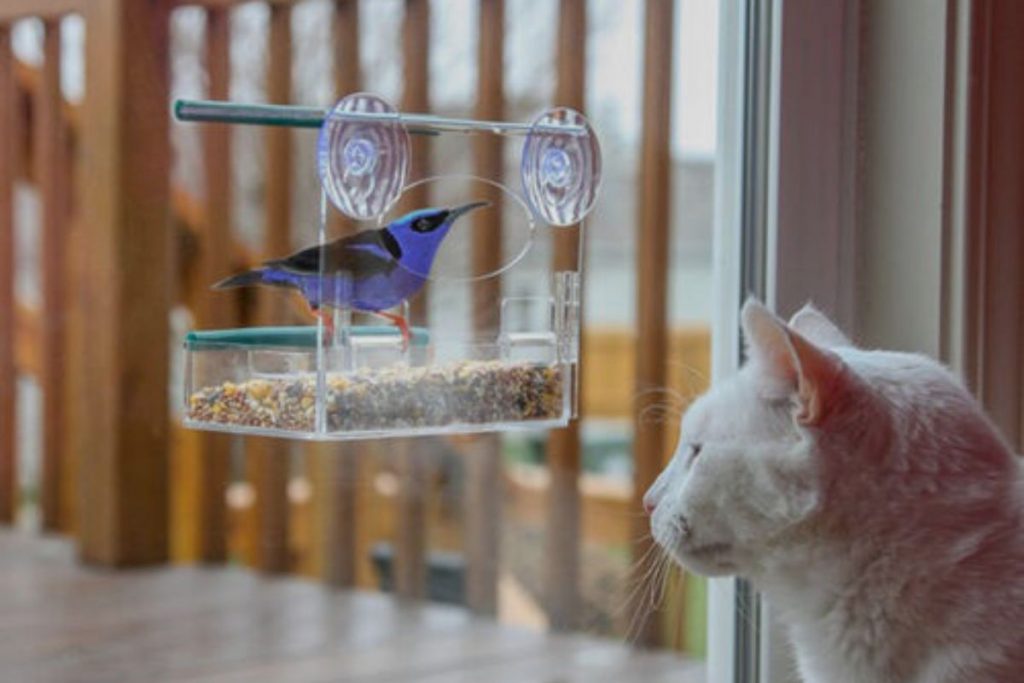 Potential Risks for Birds with Window Bird Feeders
