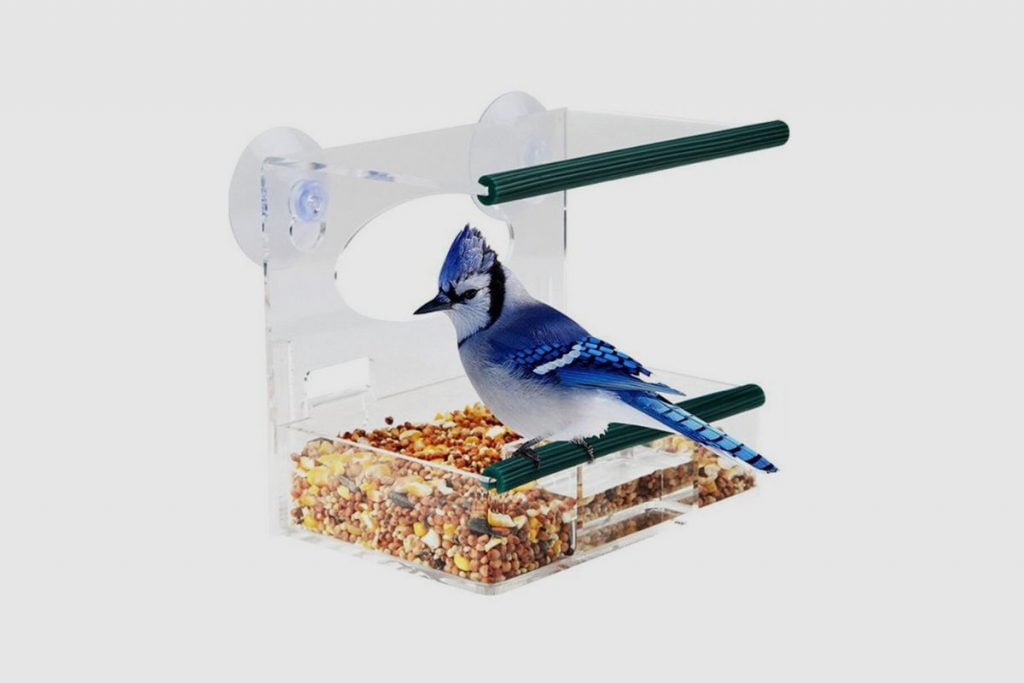 Tips for Making Window Bird Feeders Safer for Birds