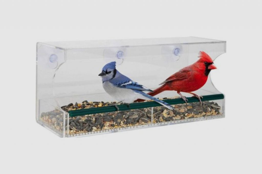 Why Won’t Birds Come to My Window Feeder
