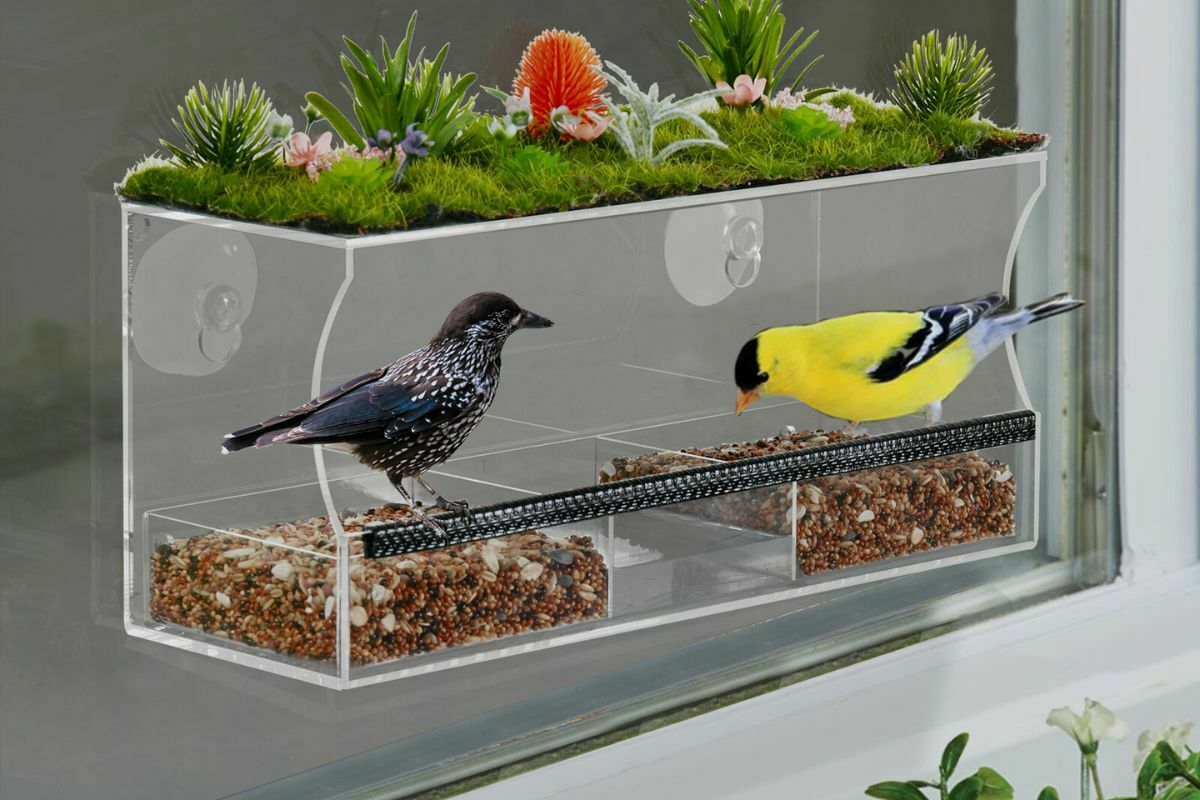 Will Birds Use A Window Feeder