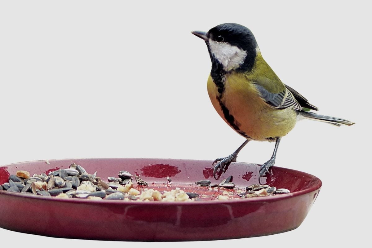 Bird Seed_ Feeding Wild Birds Responsibly and Sustainably