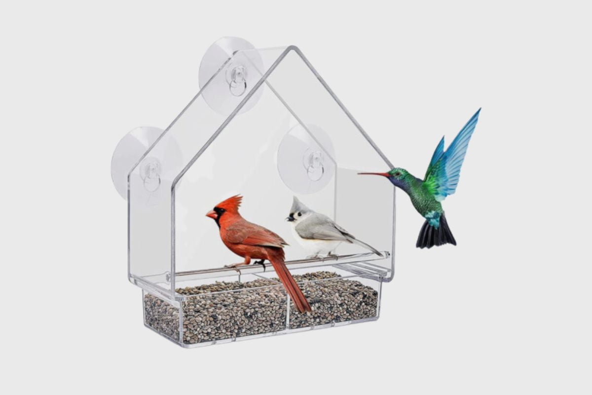 A Comprehensive Guide to Choosing the Right Location for Your Window Bird Feeder