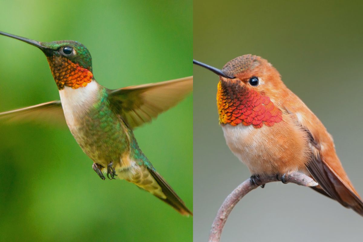 Are There Hummingbirds In Canada