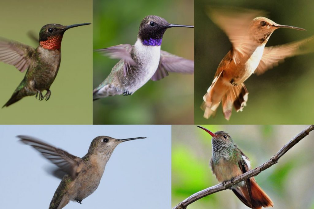Are There Hummingbirds In Florida