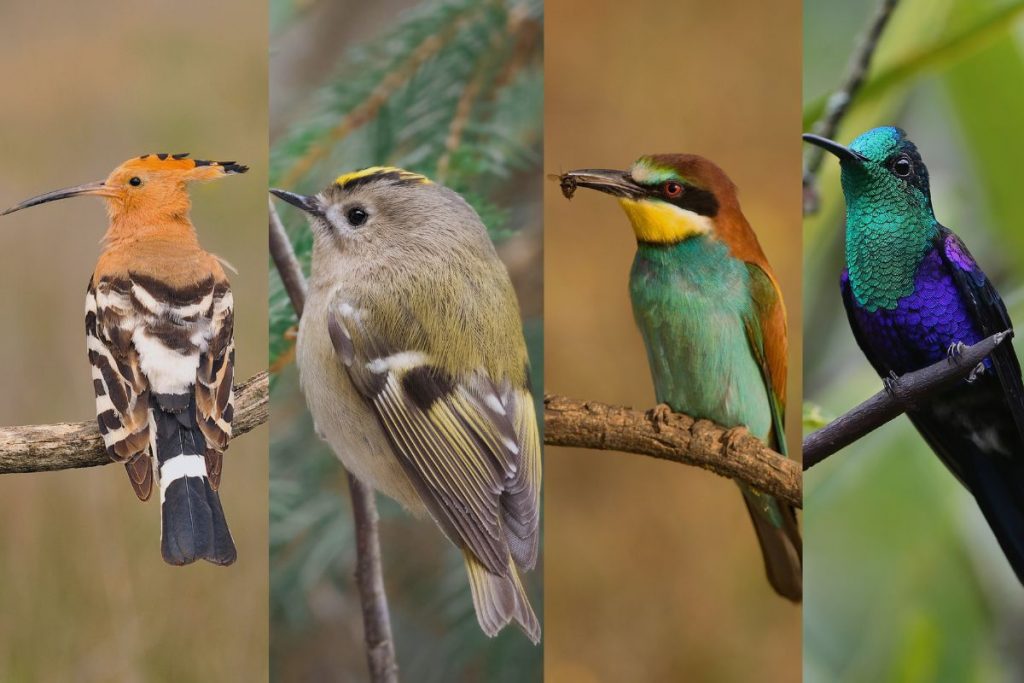 Are There Hummingbirds In France